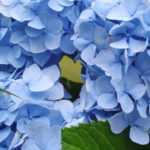 Blue hydrangea: best varieties