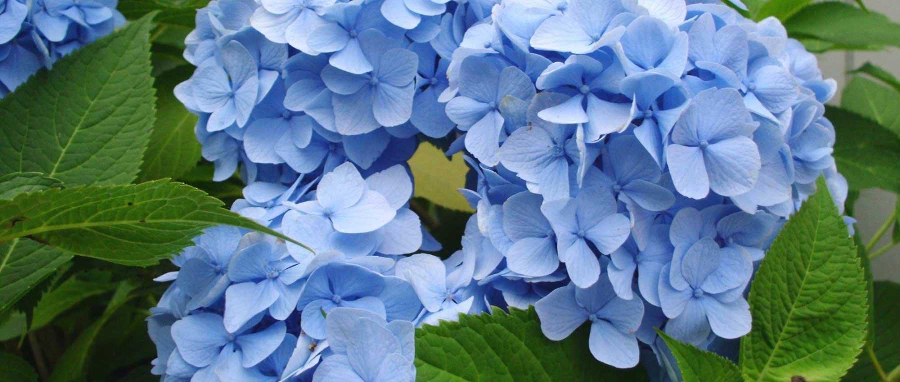 Blue hydrangea: best varieties