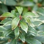 <em>Pieris japonica</em>: 5 ideas for successful combinations