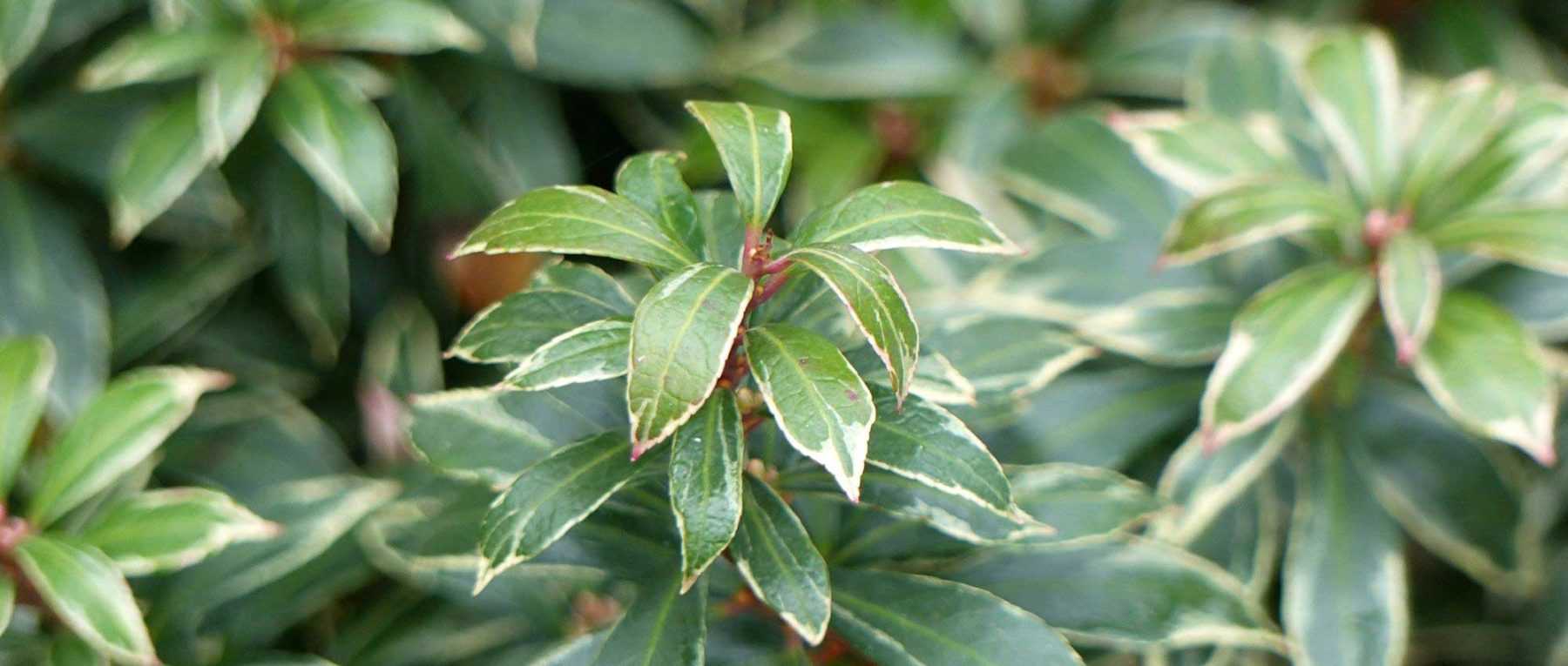 <em>Pieris japonica</em>: 5 ideas for successful combinations