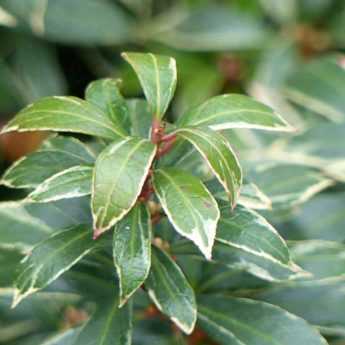 <em>Pieris japonica</em>: 5 ideas for successful combinations