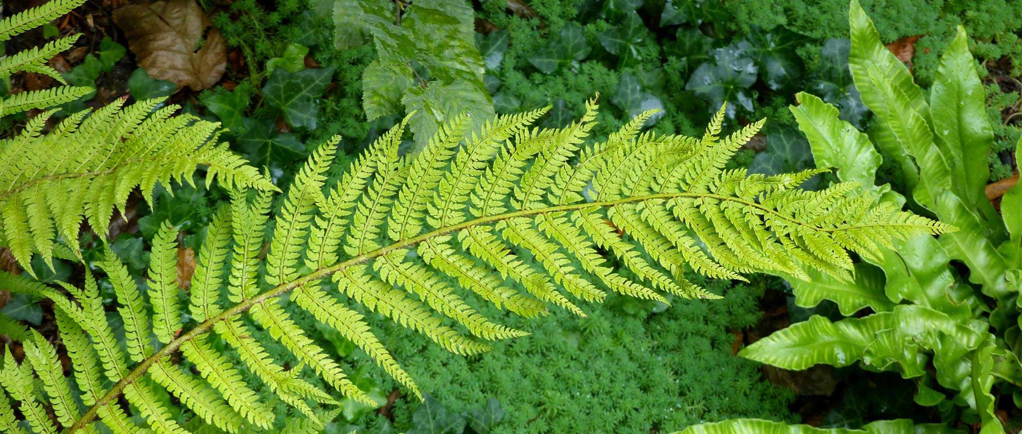 <em>Polystichum</em>: planting, cultivation and care