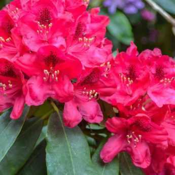 Rhododendrons: how to grow them in pots?