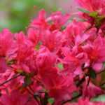 Dwarf rhododendrons and azaleas: best varieties