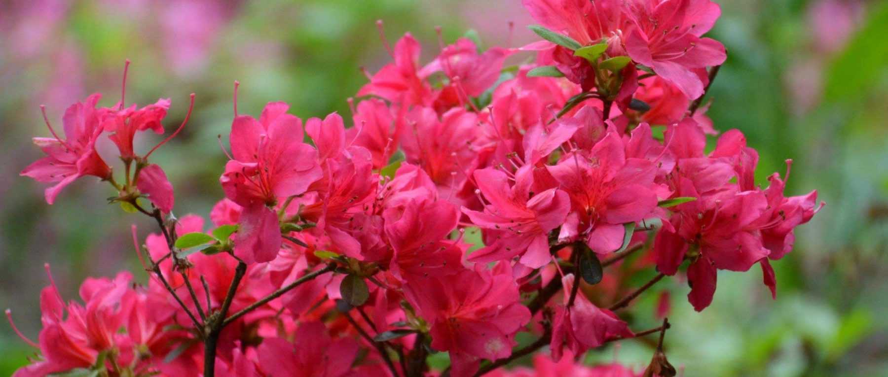 Dwarf rhododendrons and azaleas: best varieties