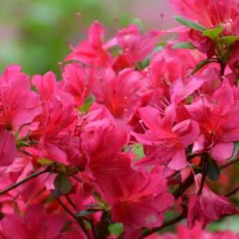 Dwarf rhododendrons and azaleas: best varieties