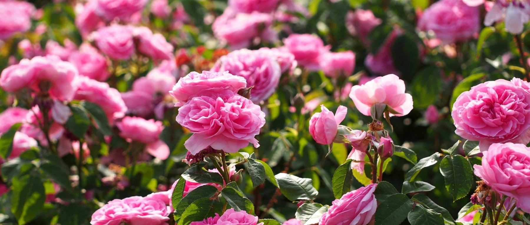 What is a perpetual rose?