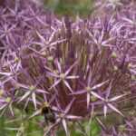 <em>Allium</em>, ornamental garlic: 10 essential varieties