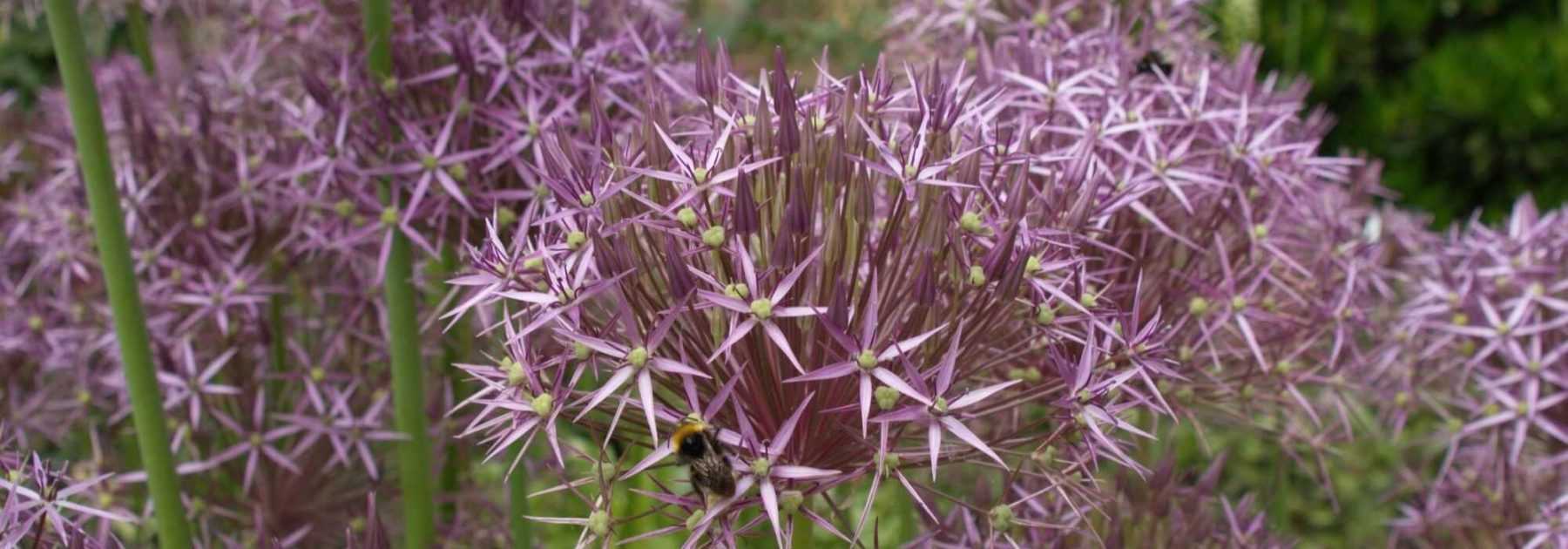 <em>Allium</em>, ornamental garlic: 10 essential varieties