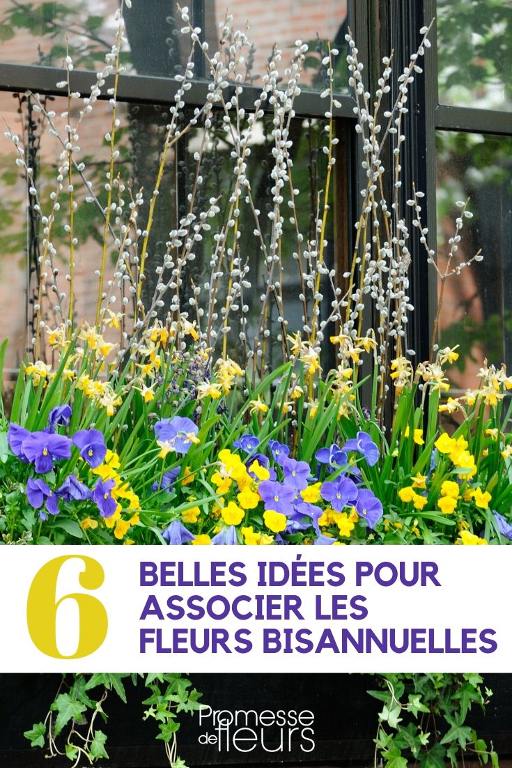 Biennial Flowers: Ideas for Combinations