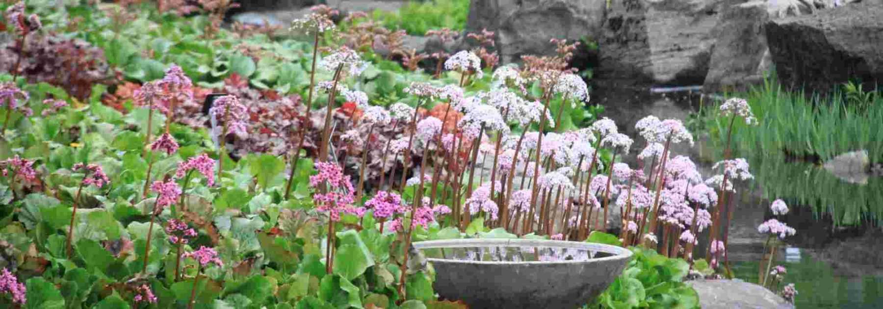 <em>Bergenia</em>: 5 ideas for pairing it with other plants in the garden