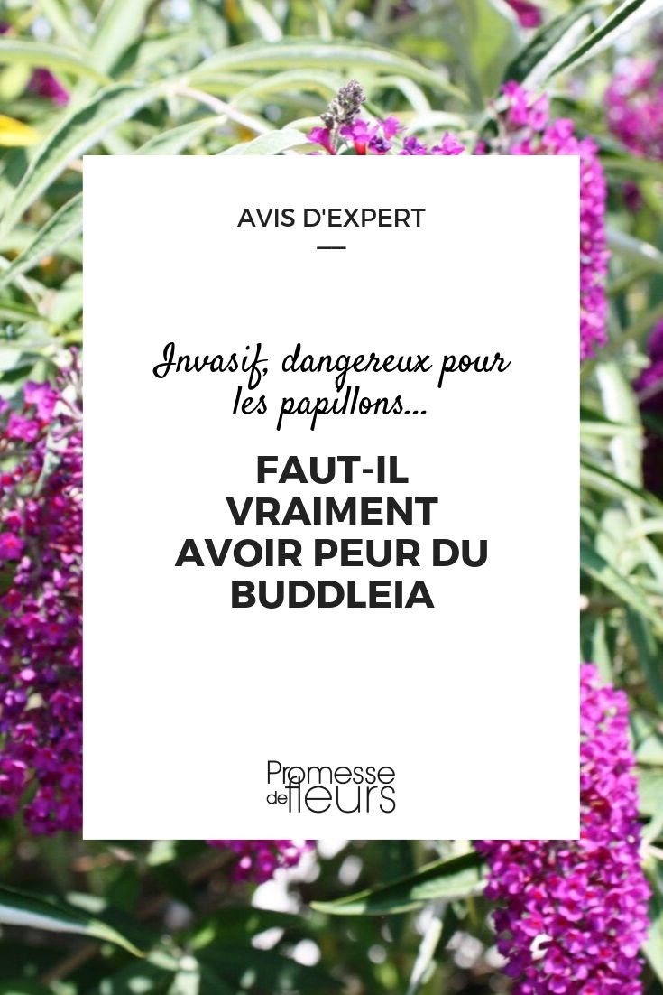 Should We Be Wary of Buddleia?