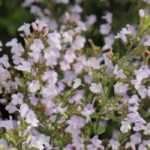 Calamint, <em>Calamintha</em>: plant, care for, harvest