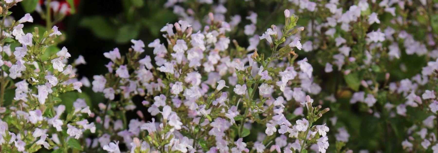 Calamint, <em>Calamintha</em>: plant, care for, harvest