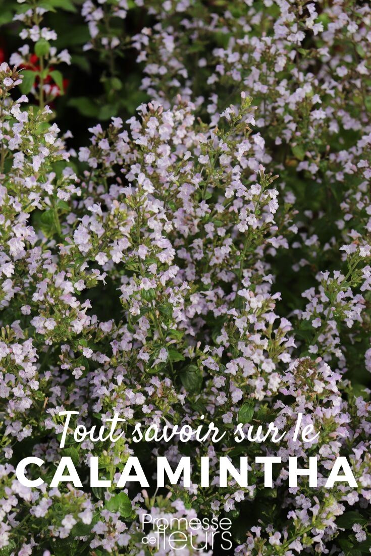 Calamintha: Everything You Need to Know
Calamintha, commonly known as calamint, is a delightful addition to any garden, offering a blend of aromatic foliage and charming flowers. This perennial herb belongs to the mint family and is appreciated not only for its ornamental value but also for its culinary uses. In this article, we'll explore everything you need to know about growing and caring for calamint.
### Characteristics of Calamintha
**Botanical Name:** Calamintha spp.
**Common Names:** Calamint
Calamint plants are known for their bushy appearance, small leaves, and clusters of tiny, tubular flowers that can be white, pink, or lilac. The plant typically grows to about 30-60 cm in height and spreads outwards, making it an excellent ground cover or border plant. Its leaves emit a pleasant, minty fragrance when crushed, which can be a delightful sensory addition to any garden.
### Growing Conditions
Calamint thrives in well-drained soil and can tolerate a range of soil types, though it prefers a slightly alkaline pH. It is best planted in a location that receives full sun to partial shade. This plant is particularly drought-resistant, making it a suitable choice for gardeners looking for low-maintenance options.
### Planting and Care
Plant calamint in the spring or early autumn. Space the plants about 30-45 cm apart to allow for adequate air circulation and growth. Water the plants regularly during the first growing season to establish a strong root system. Once established, calamint requires minimal watering unless there are prolonged periods of drought.
Pruning is important to keep calamint looking its best. Trim the plants back in early spring to encourage bushy growth and again after the first flowering to promote a second bloom.
### Uses in the Garden
Calamint is versatile and can be used in various garden settings. It is perfect for rock gardens, herb gardens, and as part of a mixed border. Its flowers attract bees and butterflies, making it an excellent choice for pollinator-friendly gardens.
### Culinary Uses
The leaves of calamint can be used fresh or dried in cooking. They have a mild minty flavour that complements a variety of dishes, particularly in Mediterranean cuisine. Use calamint leaves to add a subtle aroma to salads, soups, and sauces.
### Conclusion
Calamintha is a wonderful plant that offers both aesthetic and practical benefits. With its easy care and multiple uses, it's an excellent choice for both novice and experienced gardeners. Whether you're interested in its decorative appeal or its culinary potential, calamint is sure to be a valuable addition to your garden. Everything You Need to Know About Calamint