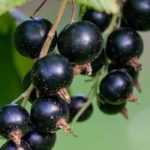 Blackcurrant Bush: Planting, Pruning and Care