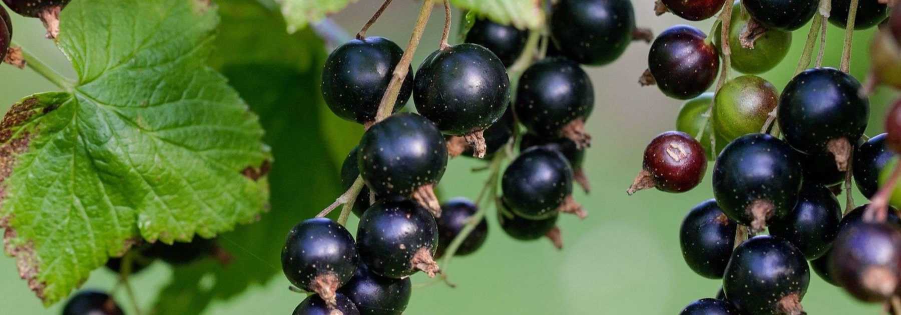 Blackcurrant Bush: Planting, Pruning and Care