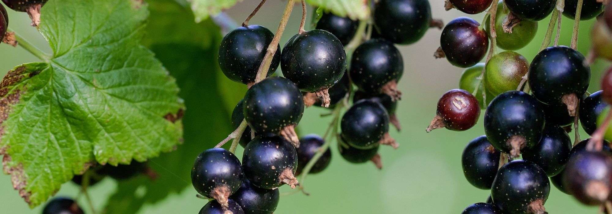 Blackcurrant Bush: Planting, Pruning and Care