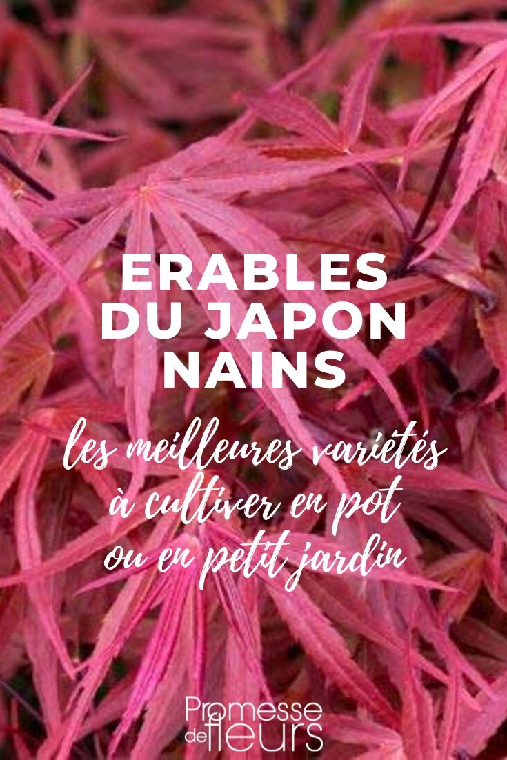 Dwarf Japanese Maple