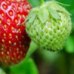 Strawberry plant: to plant, to grow, to maintain