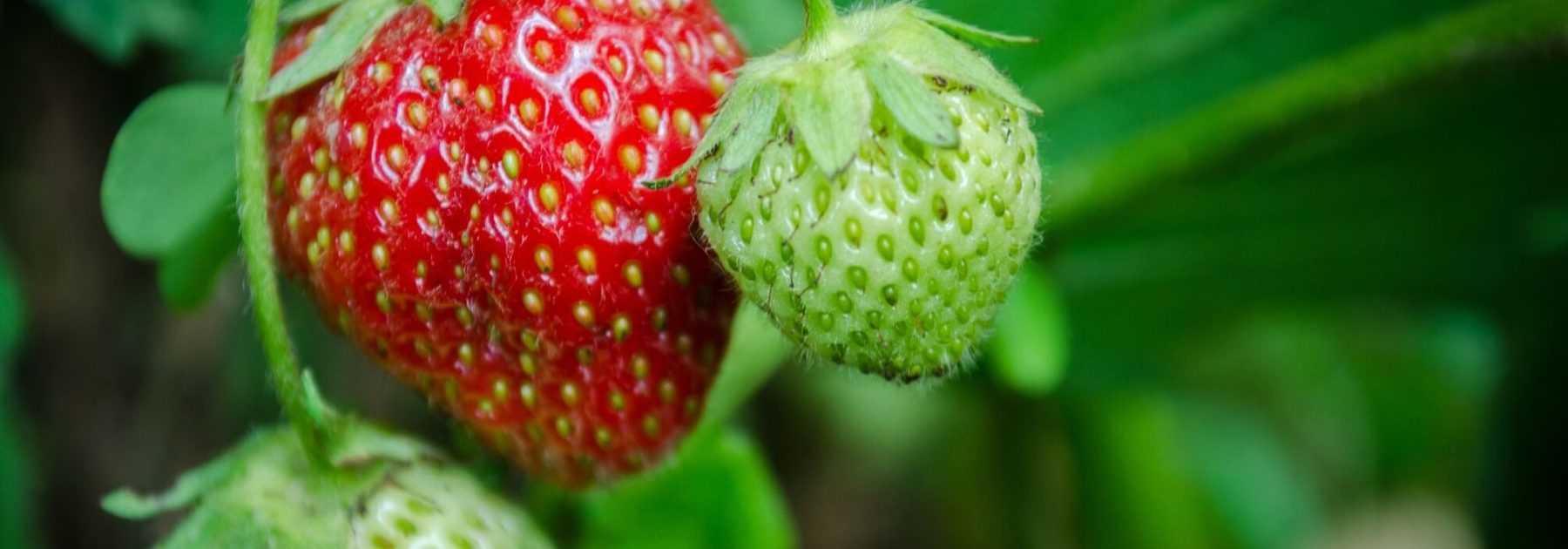 Strawberry plant: to plant, to grow, to maintain