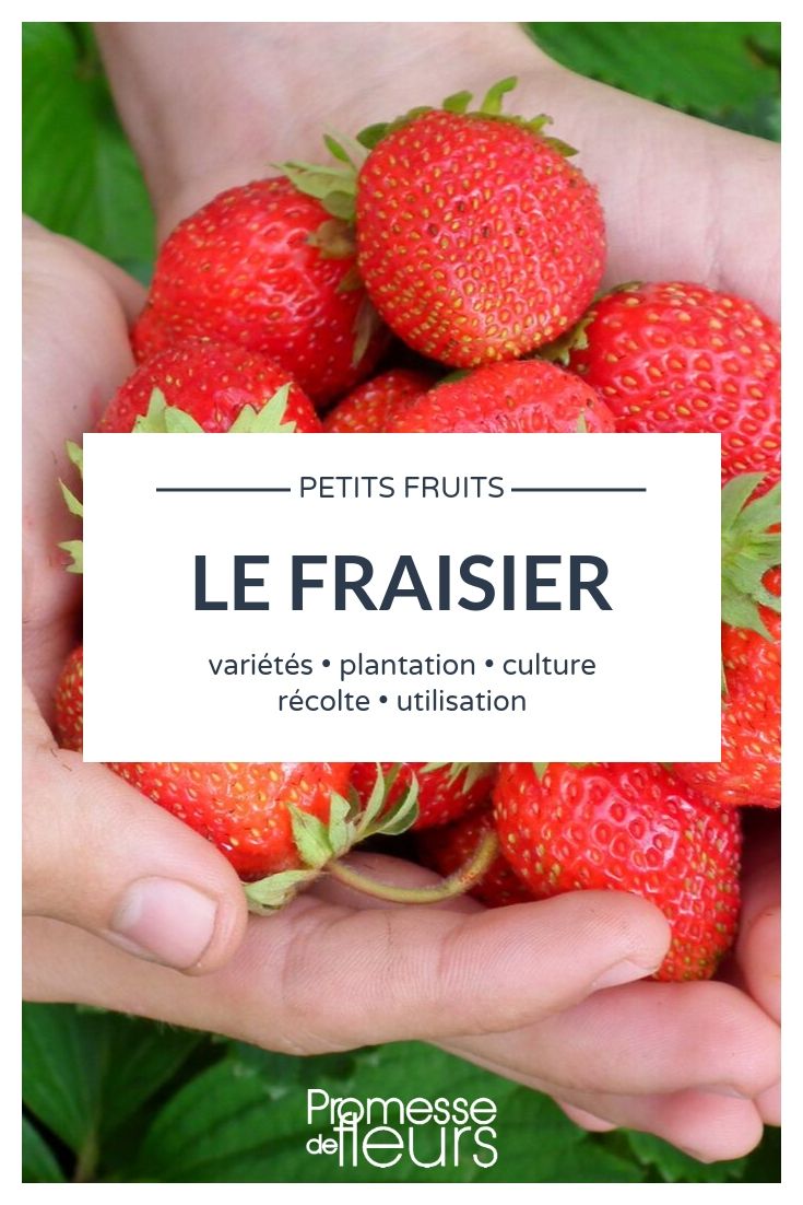 strawberry, Fragaria