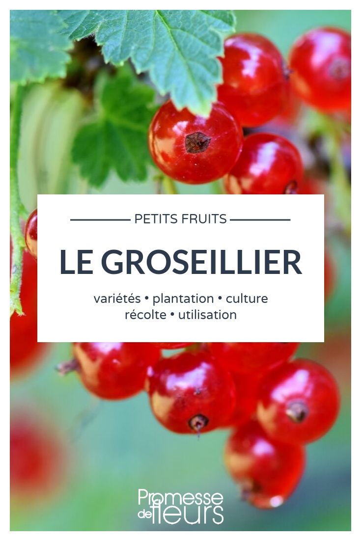 redcurrant, Ribes rubrum