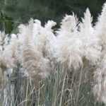 Pampas herb, <em>Cortaderia</em>: planting, care