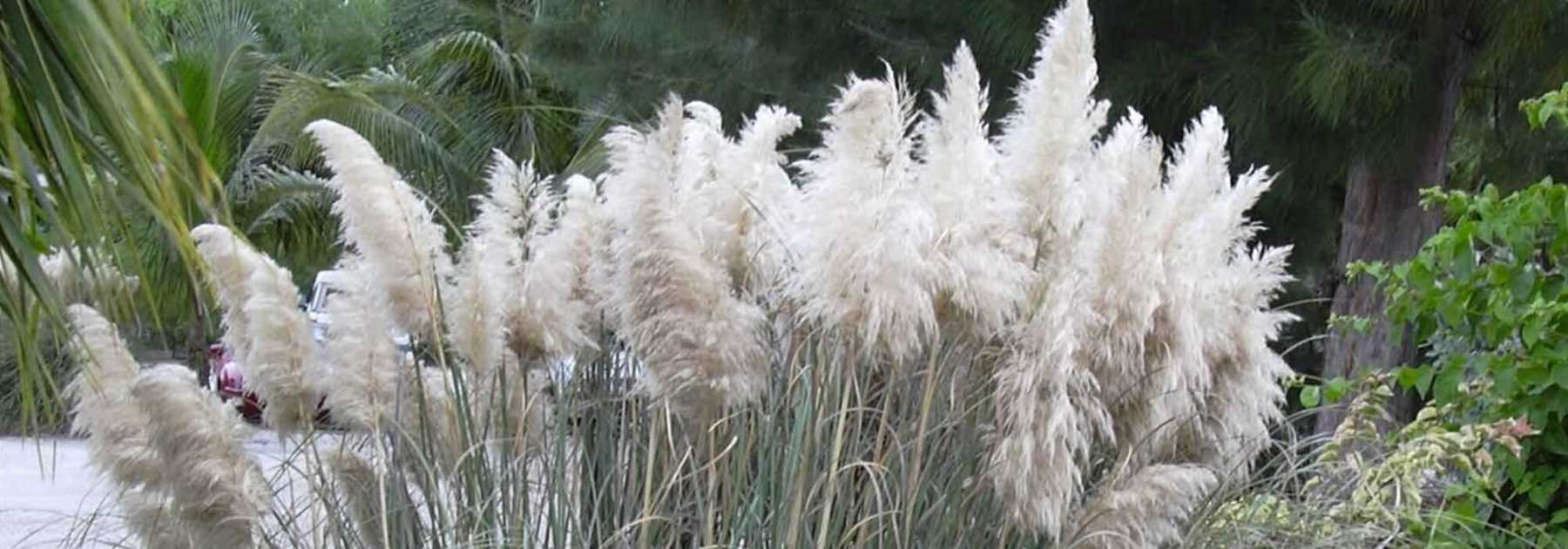 Pampas herb, <em>Cortaderia</em>: planting, care