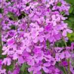Dame's rocket, <em>Hesperis</em>: planting, sowing, care