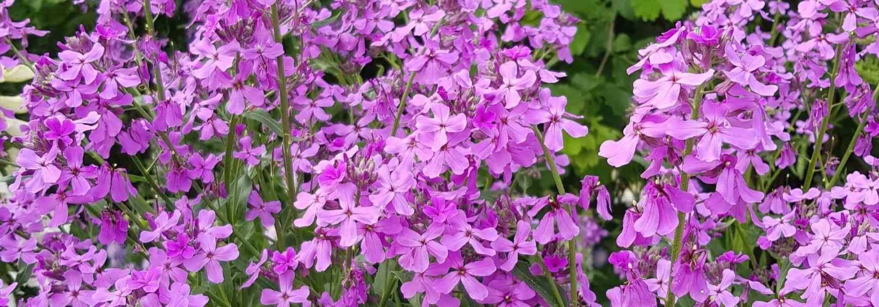 Dame's rocket, <em>Hesperis</em>: planting, sowing, care
