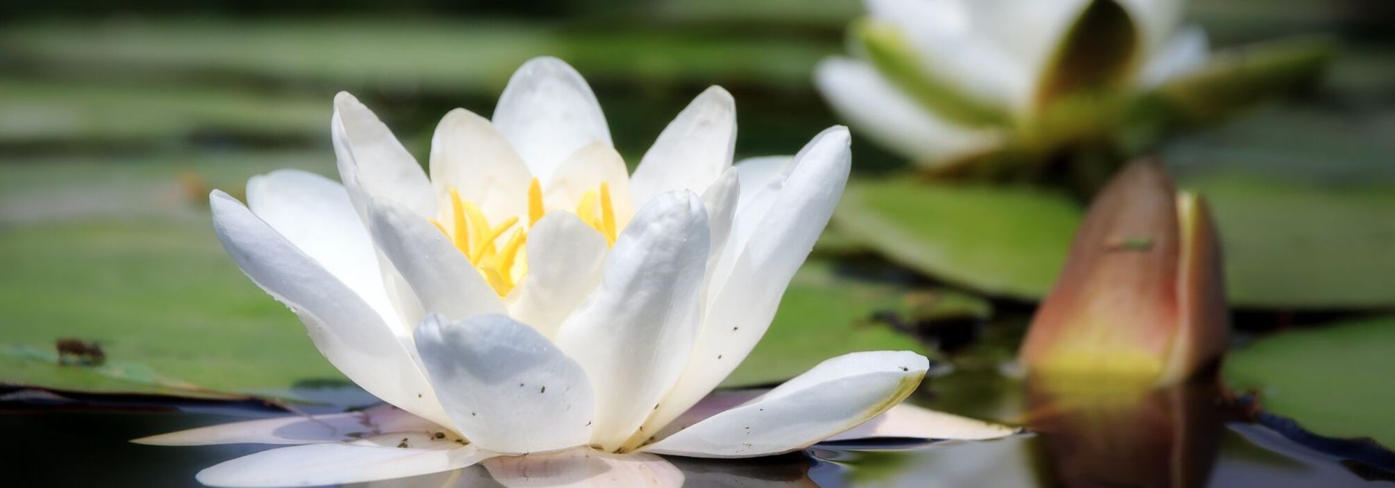 <em>Nymphea</em>, water lily: planting and care