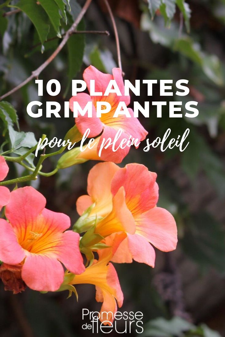 Climbing Plants for the Sun
