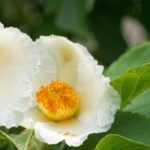 <em>Stewartia pseudocamellia</em>, false camellia: planting, pruning, care
