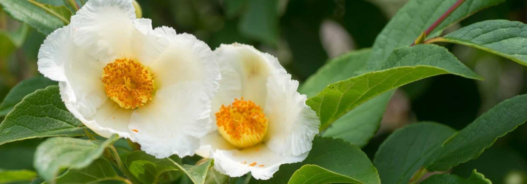 <em>Stewartia pseudocamellia</em>, false camellia: planting, pruning, care