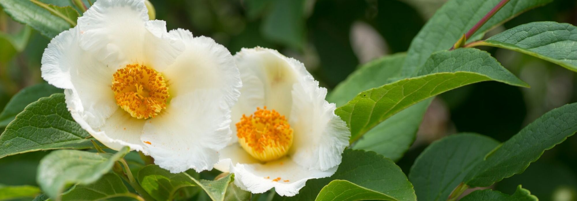 <em>Stewartia pseudocamellia</em>, false camellia: planting, pruning, care