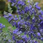 <em>Vitex agnus-castus</em>, chaste tree: to plant, to grow, to prune