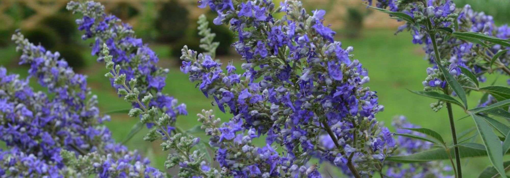 <em>Vitex agnus-castus</em>, chaste tree: planting, growing, pruning