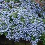 7 evergreen groundcover bushes requiring no maintenance