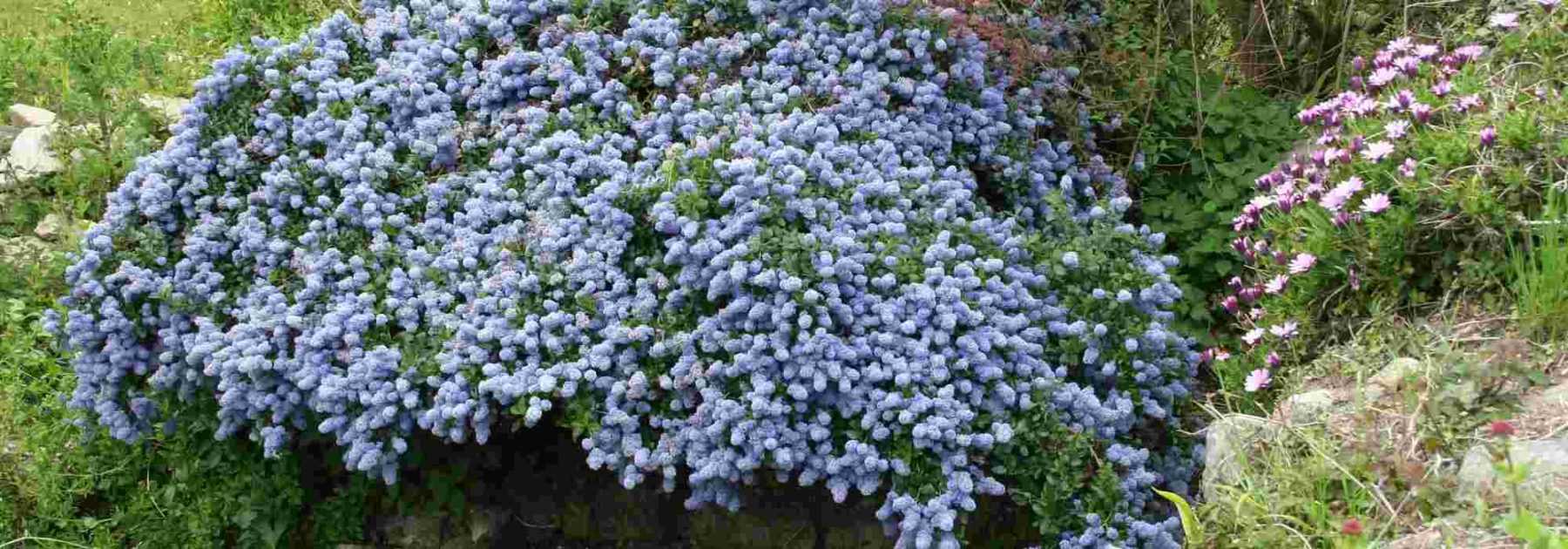 7 evergreen groundcover bushes requiring no maintenance