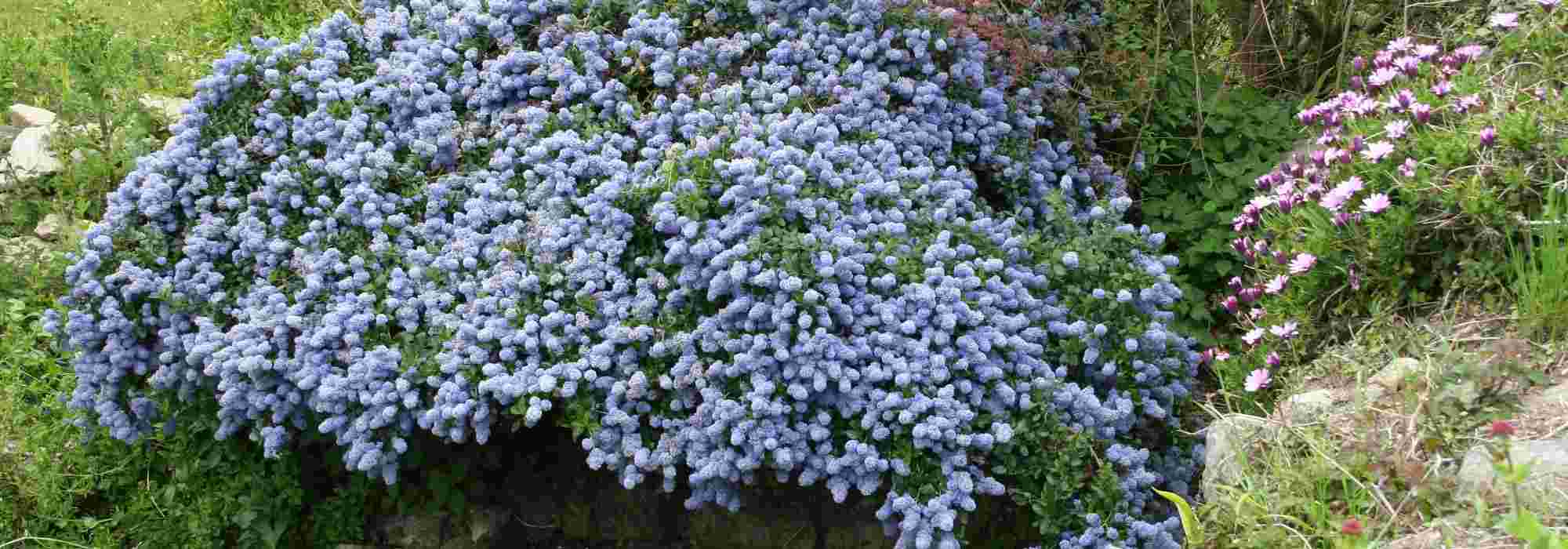 7 evergreen groundcover bushes requiring no maintenance