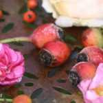 6 remarkable rose shrubs with ornamental hips