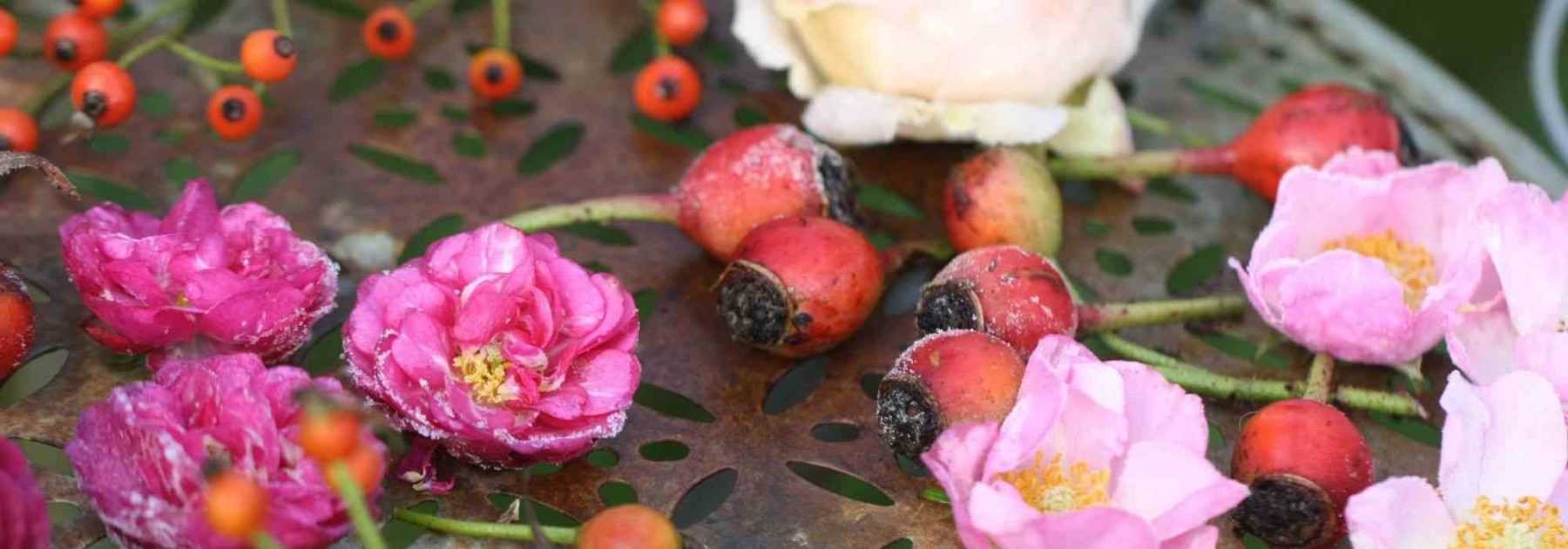 6 remarkable rose shrubs with ornamental hips