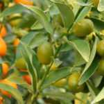 Kumquat: planting, cultivation and harvest