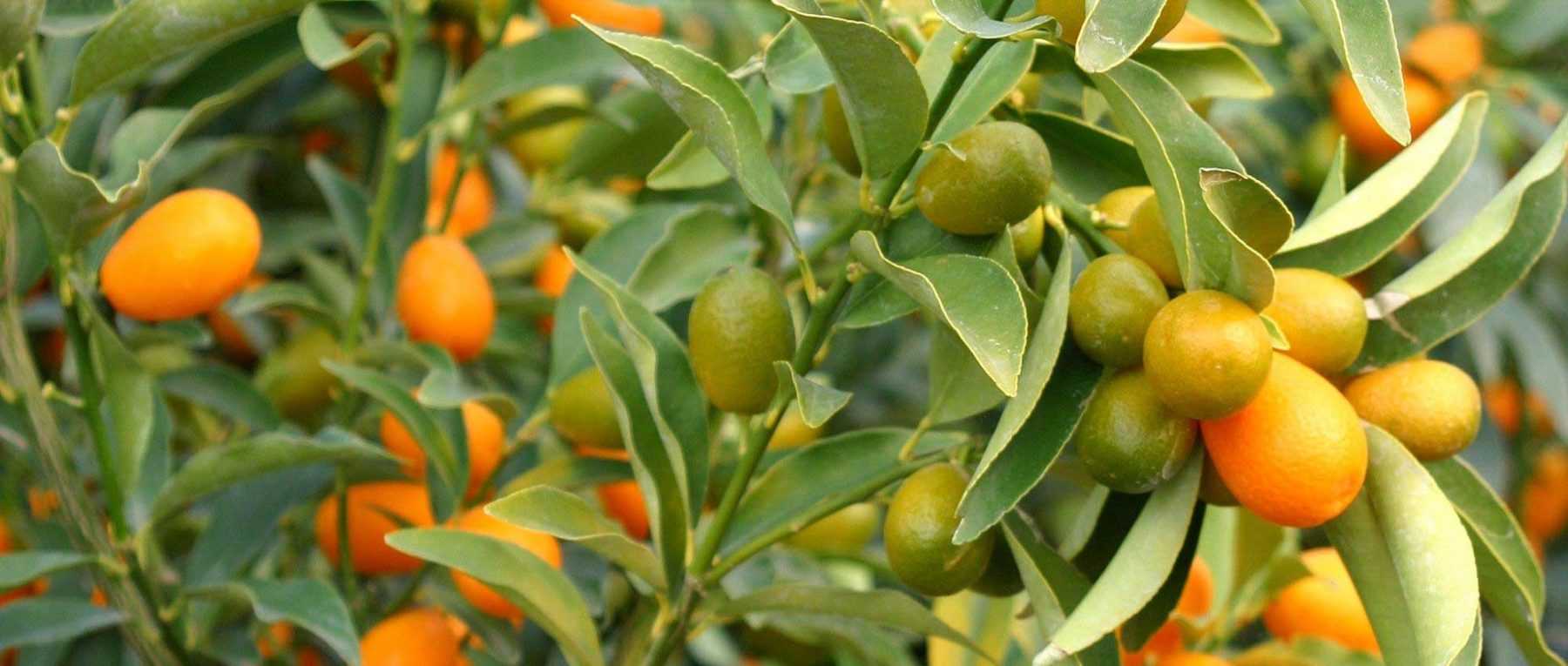 Kumquat: planting, cultivation and harvest