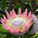 Proteas: how to plant, to grow and to care for