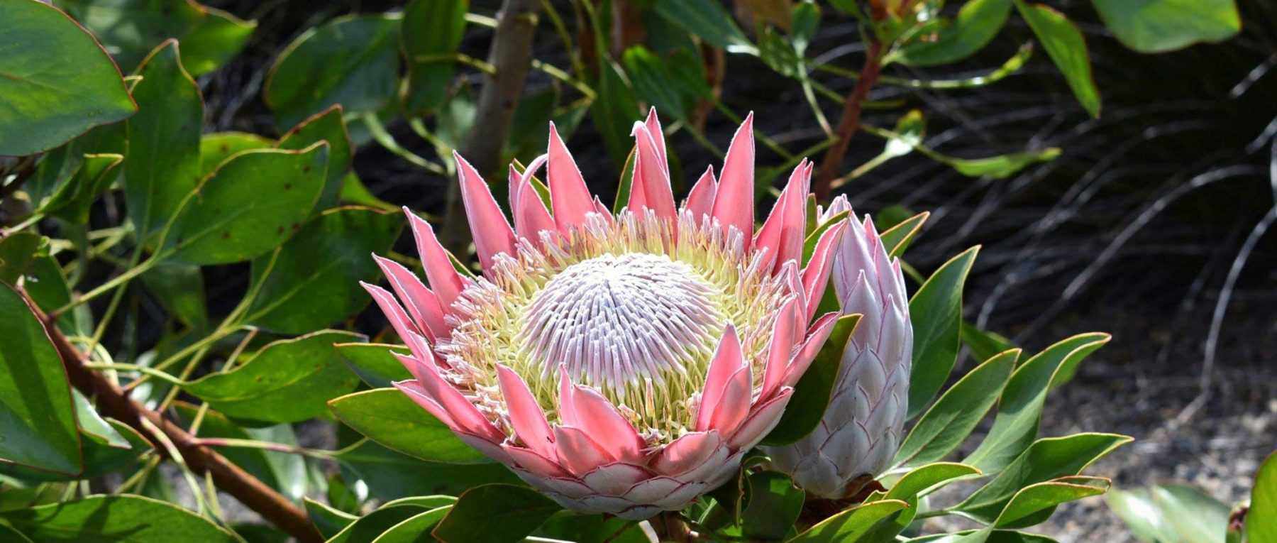 Proteas: how to plant, to grow and to care for