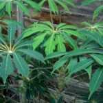 Outdoor <em>Schefflera</em>: planting, growing and care