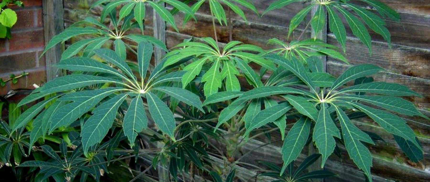 Outdoor <em>Schefflera</em>: planting, growing and care