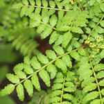 Sichuan pepper, <em>Zanthoxylum</em>: planting, to grow and harvest